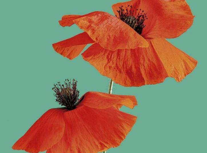 Portada del llibre Les Gratituds de Delphine de Vigan