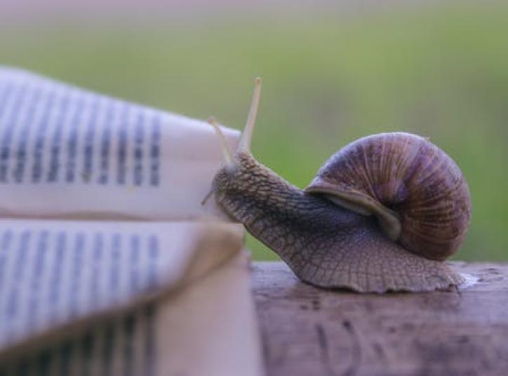slow science
