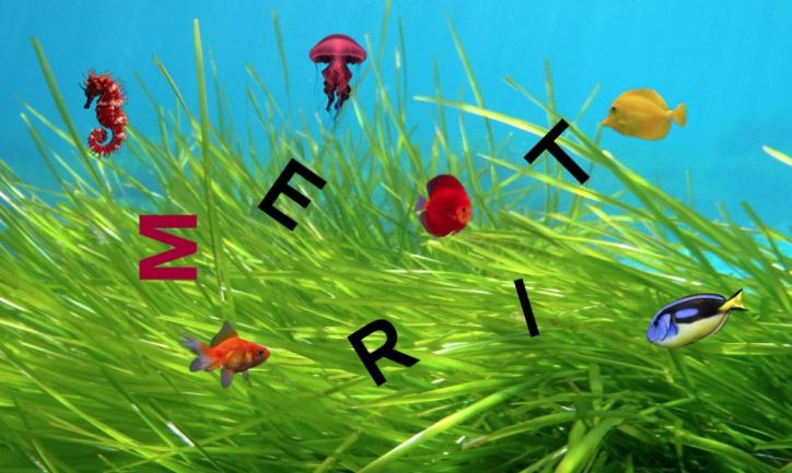 Merit i peixos foto estiu