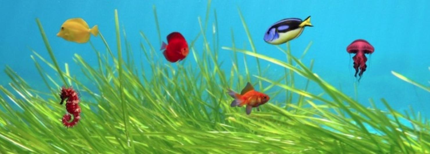 mar amb peixos